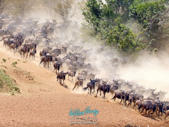 2027-08-16 Tanzania The Great Migration 8N - Travel with Xpert Buddy